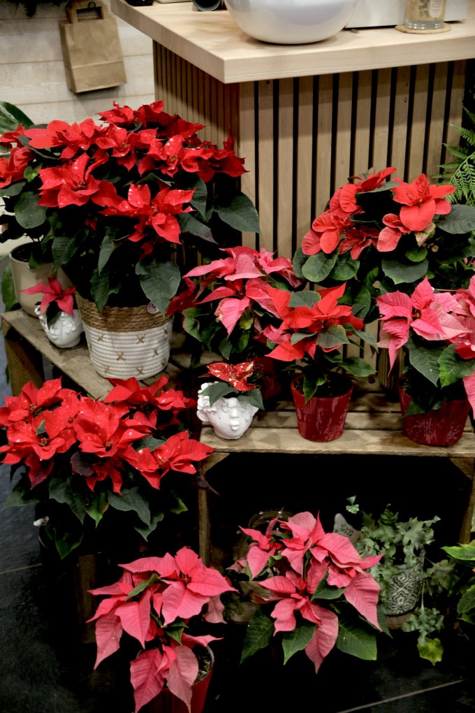 Les lutins de L'Échoppe photo 5